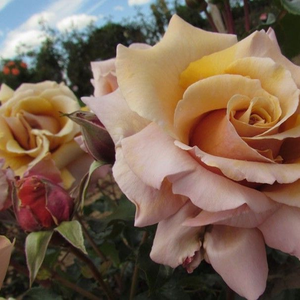 Roz, roșu sau alb petalele spre centru, centrul roz puternic - trandafir pentru straturi Floribunda